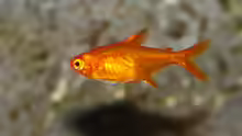 Hyphessobrycon amandae