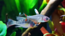 Hyphessobrycon bentosi