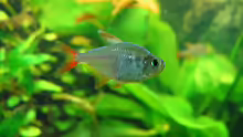 Hyphessobrycon columbianus (Rot-blauer Kolumbianer)