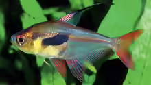 Hyphessobrycon epicharis