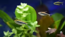 Hyphessobrycon herbertaxelrodi