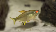 Hyphessobrycon pulchripinnis