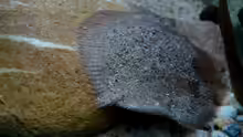 Hypoclinemus mentalis