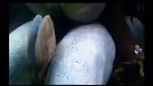 Hypoclinemus mentalis