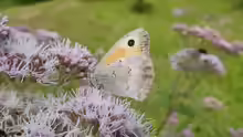 Hyponephele lycaon