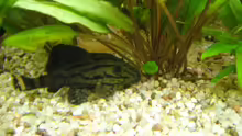 Hypostomus sp. ist das Richtig?