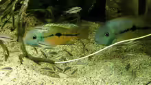 Hypsophrys nicaraguensis