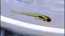 I. werneri Jungfisch ca. 2mm