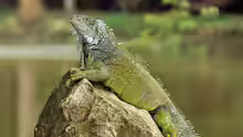 Iguana iguana