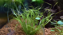 Juncus repens
