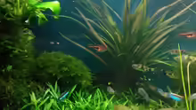 Cryptocoryne albida