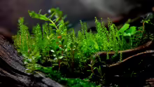 im Hintergrund ein Moos aus dem Garten davor Rotala rotundifolia ganz vorn Monosolenium