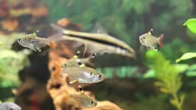 Fadenfische