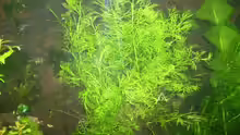 Hygrophila difformis