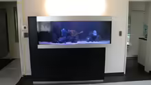 Installation des Aquarium
