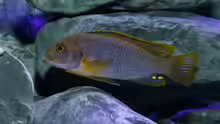 Iodotropheus sprengerae Bock