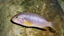 Iodotropheus Sprengerae (female)