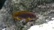 Iodotropheus-Arten