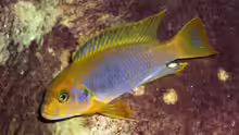 Iodotropheus sprengerae