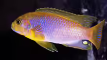 Iodotropheus sprengerae
