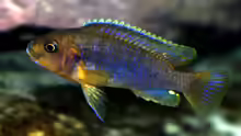 Iodotropheus Sprengerae