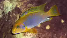 Iodotropheus