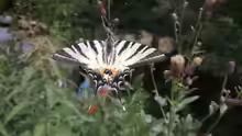 Iphiclides podalirius