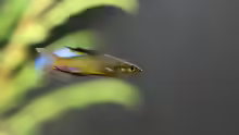Iriatherina werneri