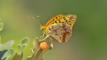 Issoria lathonia