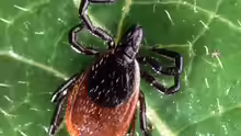 Ixodida