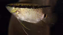Mesonauta