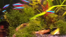 Java-Moos mit Neons und Ancistrus