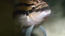 Julidochromis dickfeldi