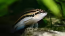 Julidochromis dickfeldi