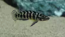 Julidochromis Männchen