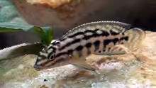 Julidochromis marlieri 