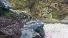 Julidochromis-Arten