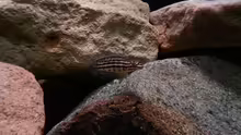 Julidochromis marlieri