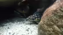 Julidochromis marlieri