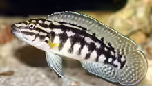 Julidochromis marlieri