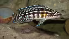Julidochromis-Arten