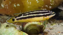 Julidochromis ornatus