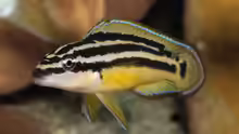 Julidochromis ornatus