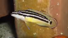 Julidochromis ornatus