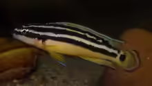 Julidochromis ornatus