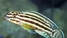 Julidochromis regani 