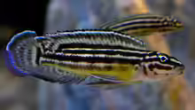Julidochromis regani