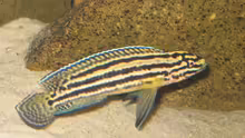 Julidochromis regani