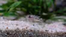 Julidochromis transcriptus Bemba (2015)