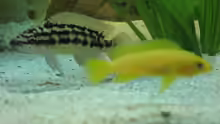 Julidochromis und Neolamprologus